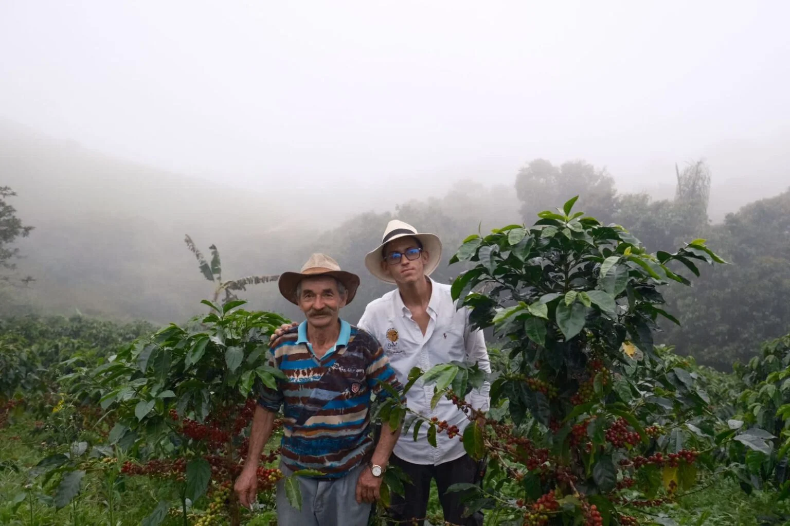 Coffee grown in Colombia